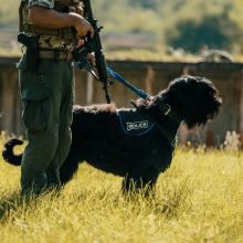 Main K-9 image